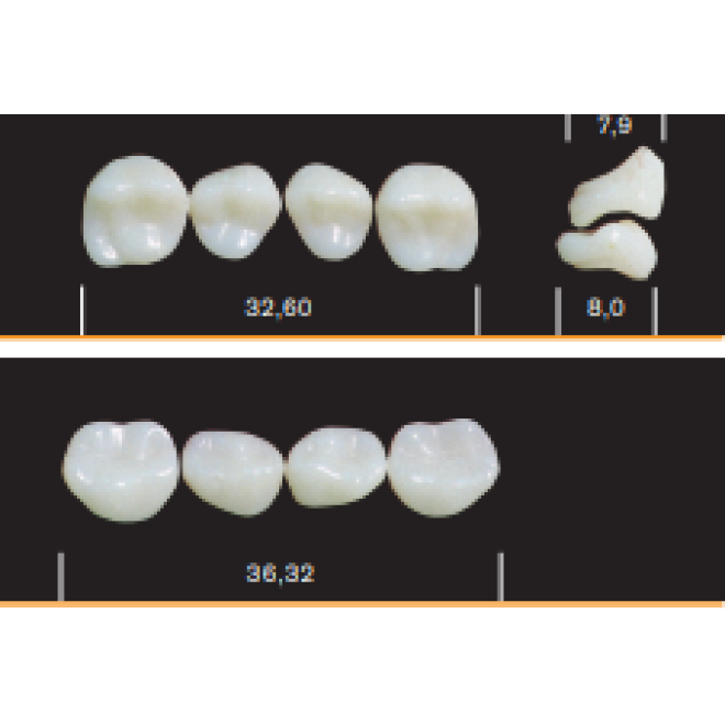 Bambino Tooth Posteriors (4)