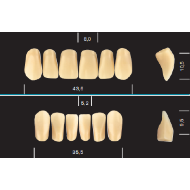 Major Plus Comp Anteriors (6)